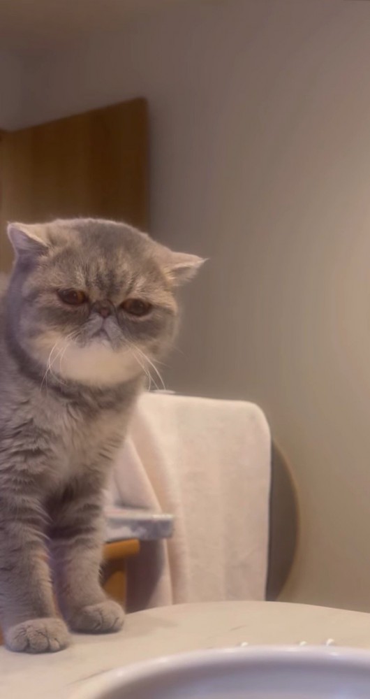 テーブルの上に上る猫