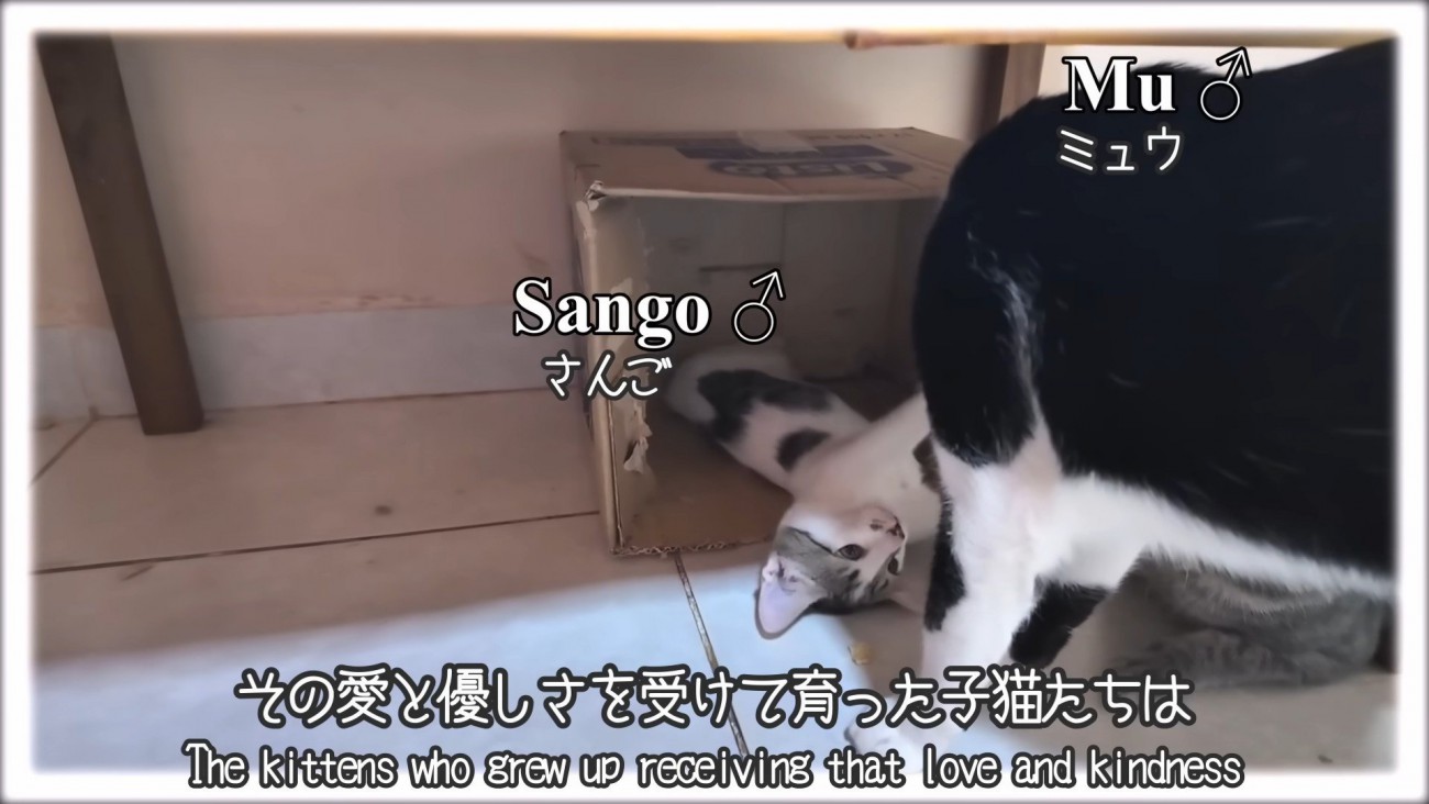 子猫をかまう猫
