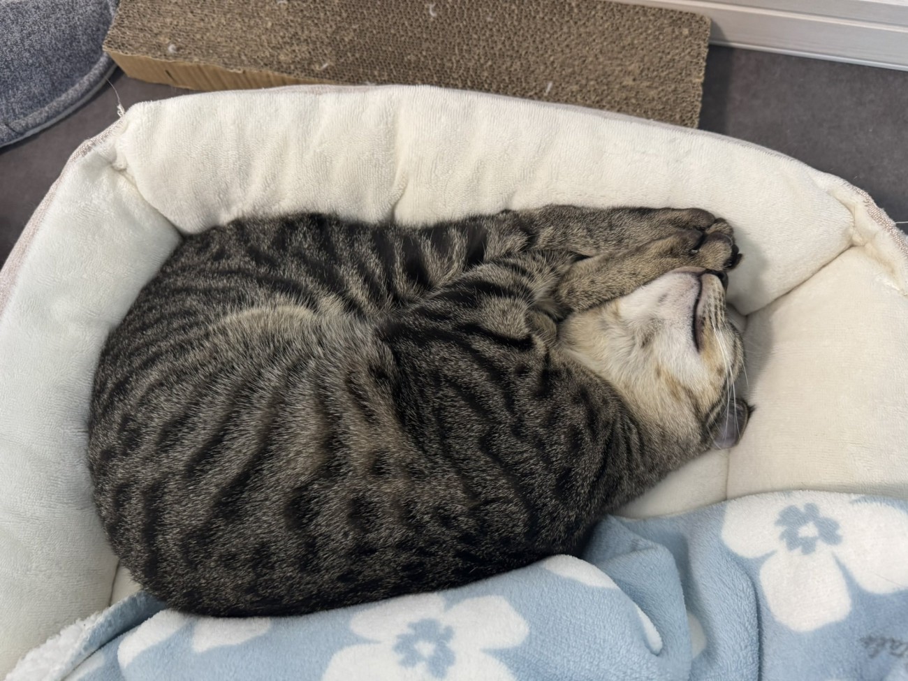 体を綺麗に折りたたんで眠る猫