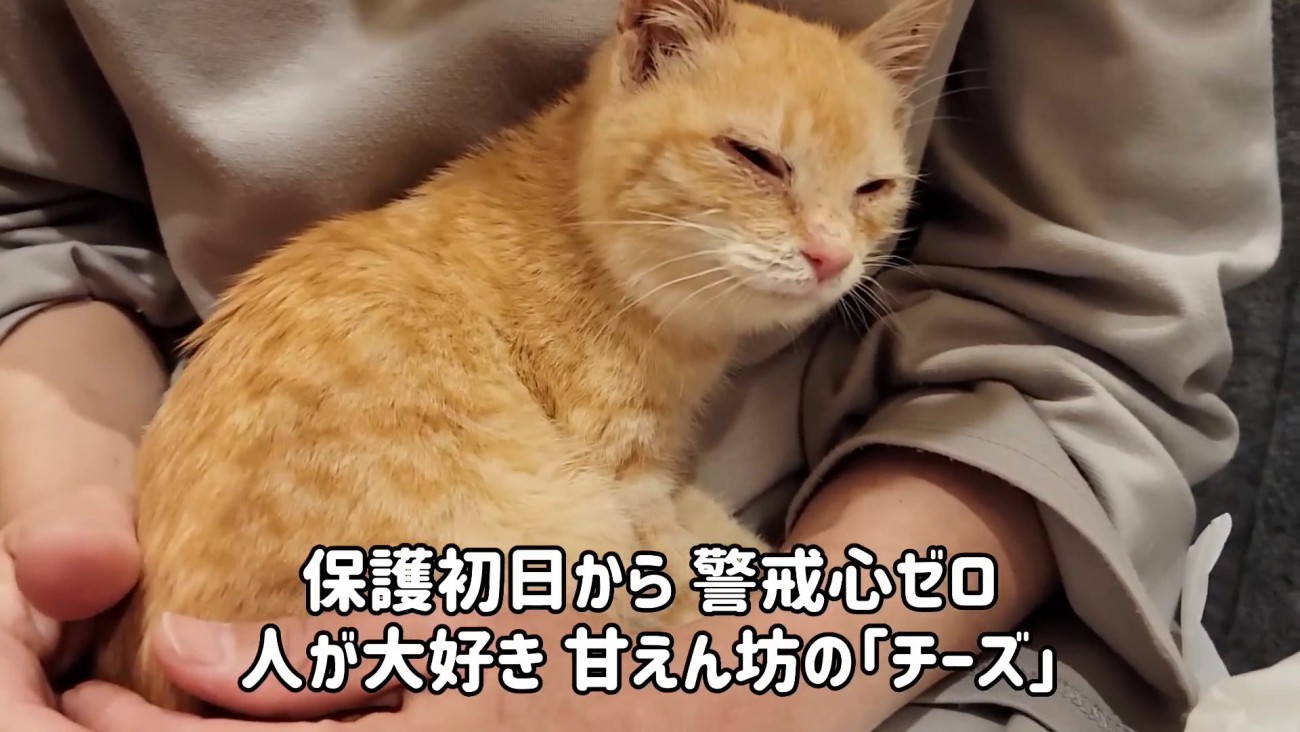人のひざの上に乗る子猫