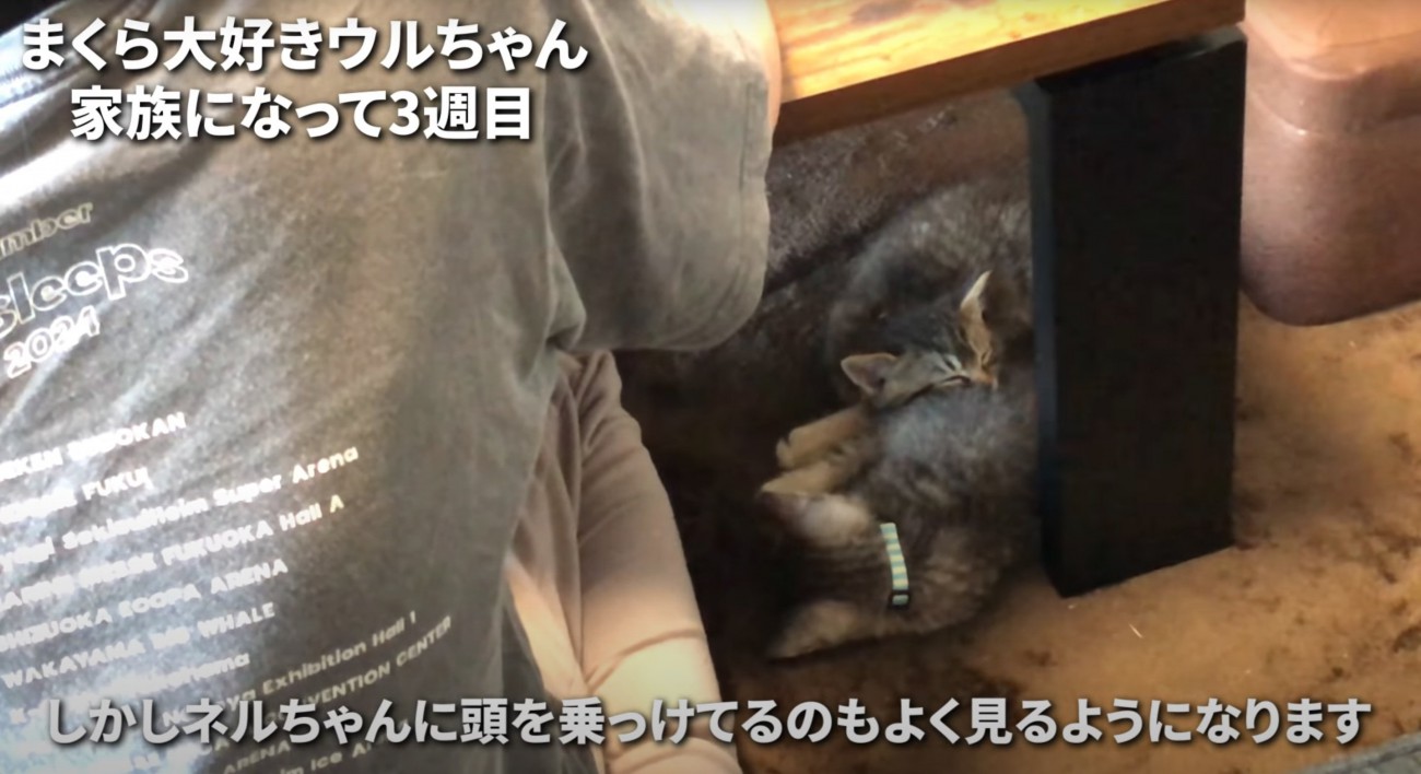 くっついて眠る子猫たち