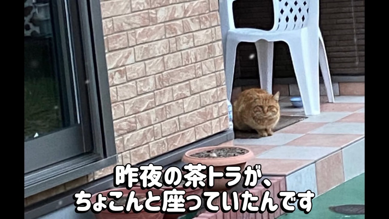 外に座っている猫