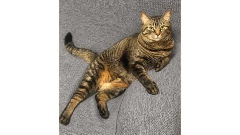 室内にいる猫