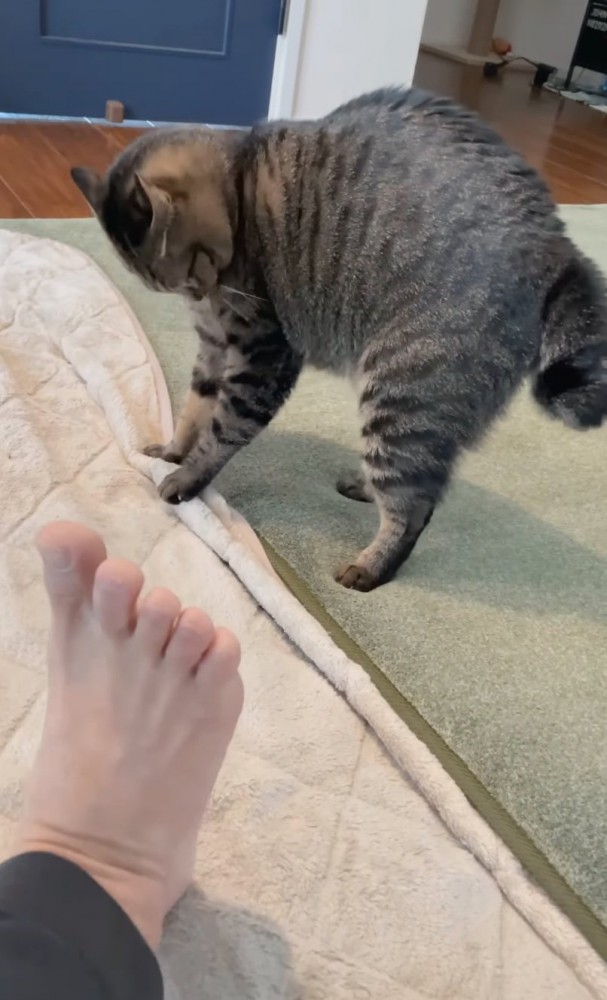 後ろにゆっくり下がる猫