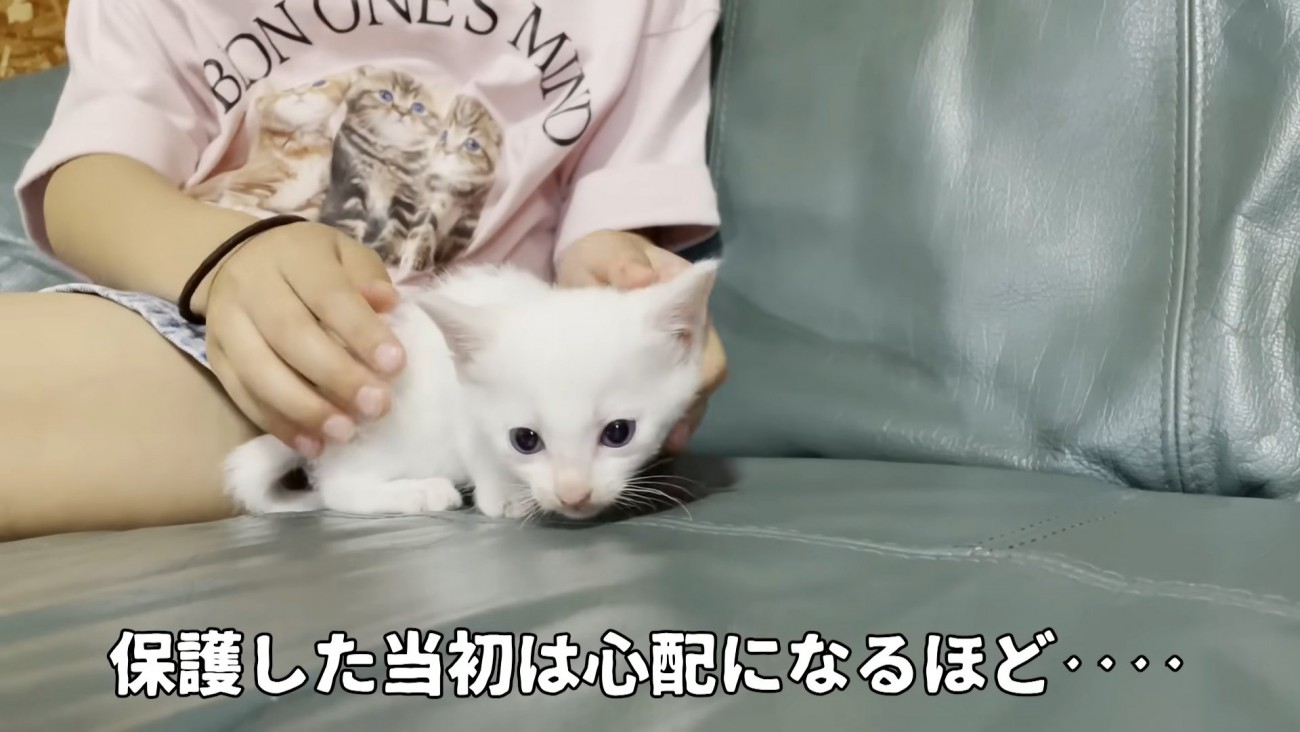 ソファーの上に乗る子猫