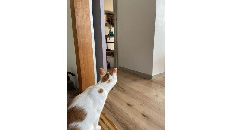 のぞき込む猫