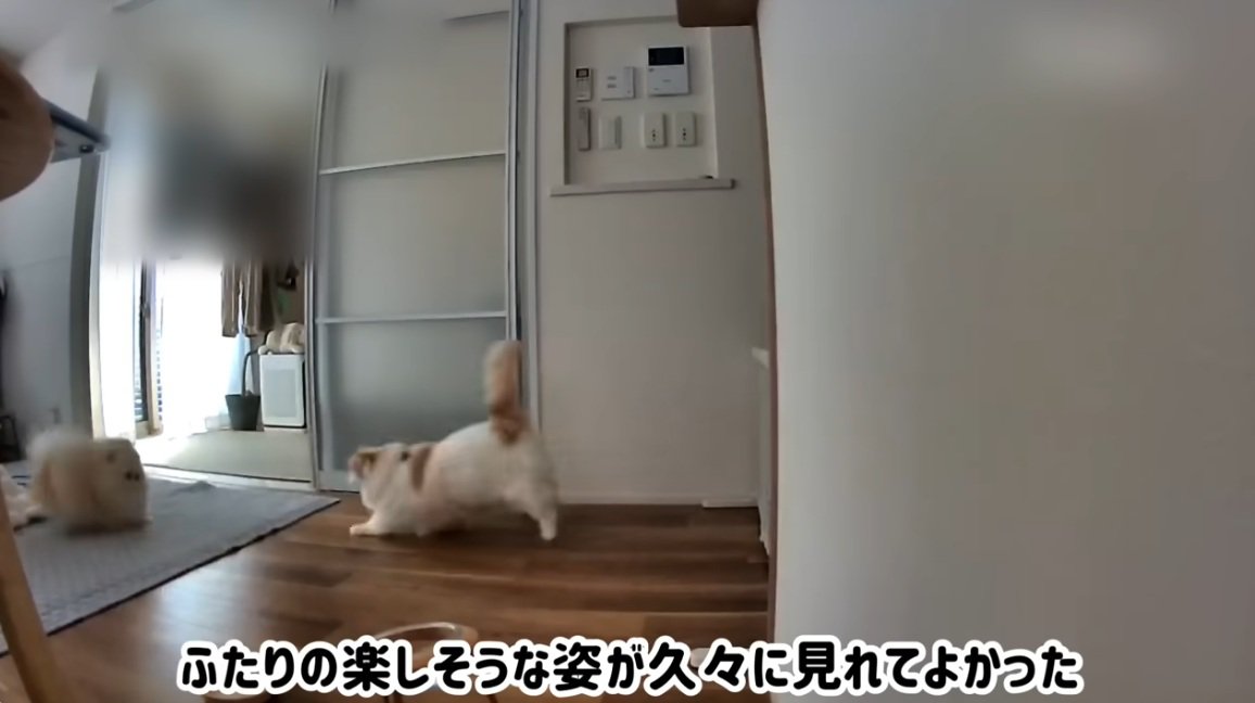 追いかけっこをする犬と猫