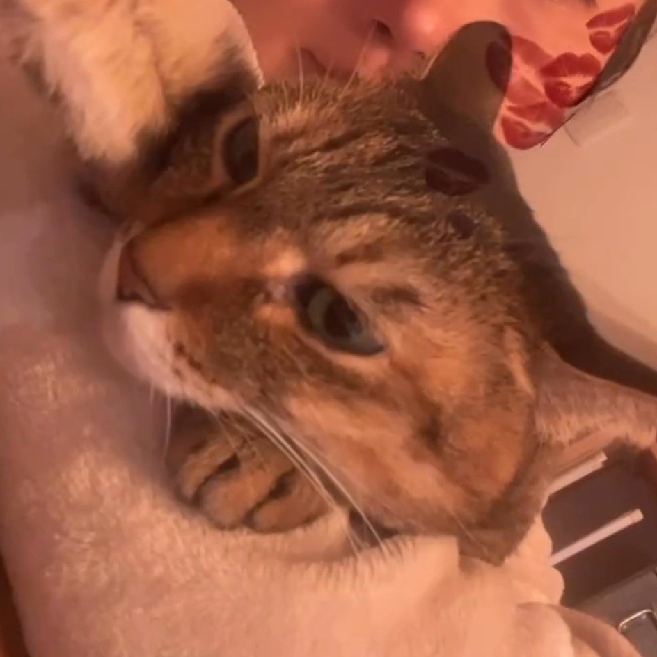 飼い主の腕の中でくつろぐ猫