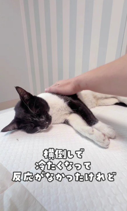 横たわっている白黒猫