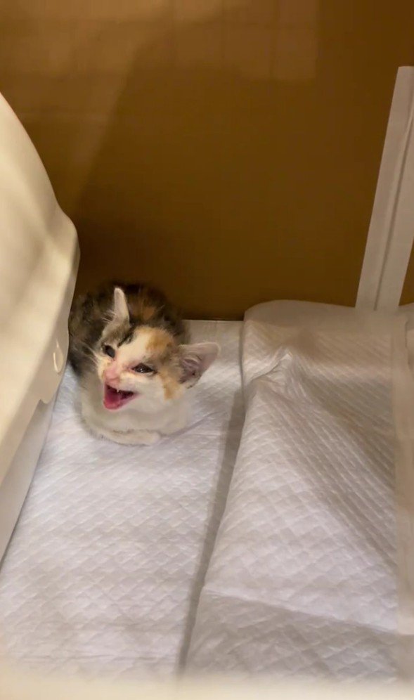 鳴いている子猫