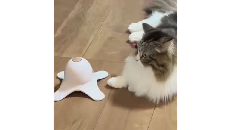 猫と電動オモチャ