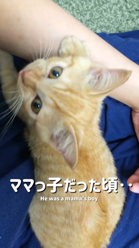 女性の顔を見上げる子猫