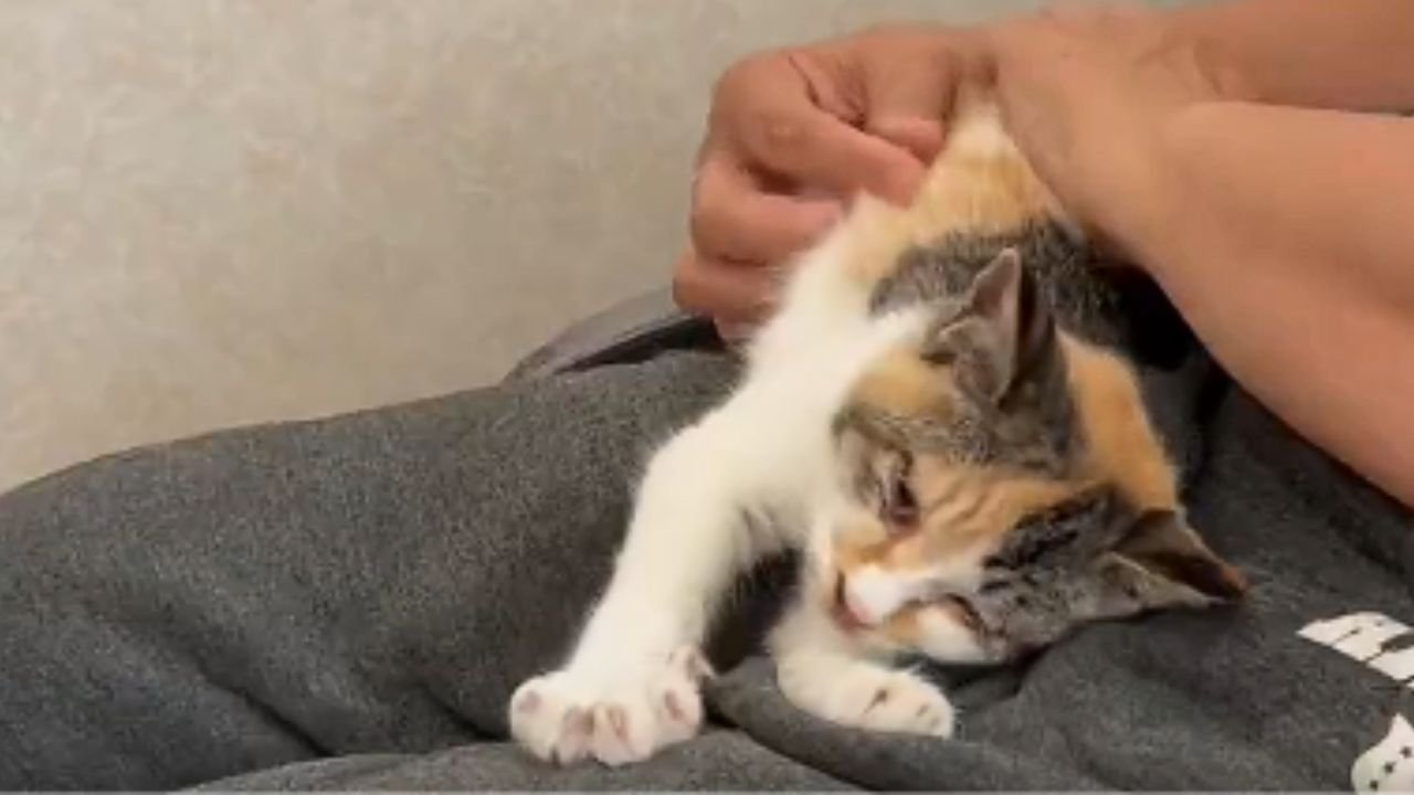 人の膝の上で甘える子猫