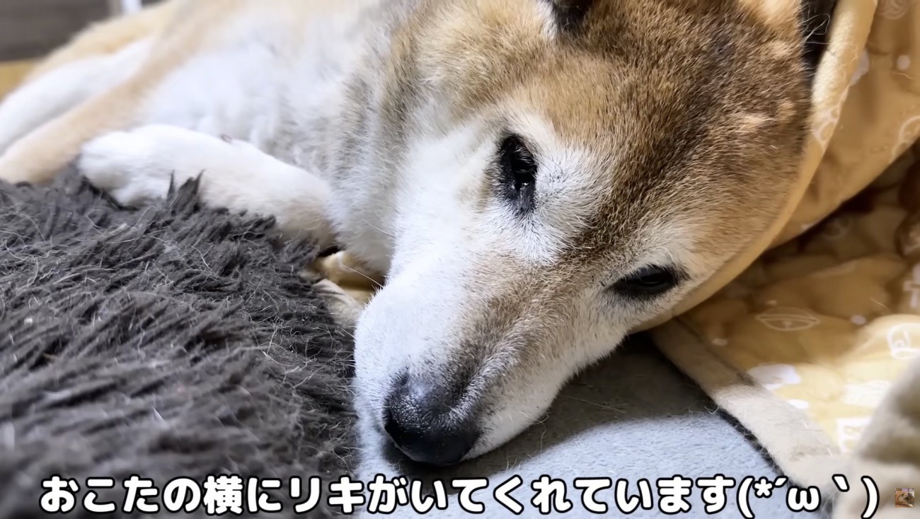 横で寄り添うリキくん