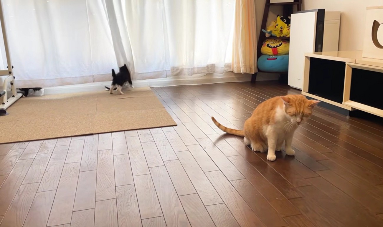 目を閉じている茶トラ猫とカーテンに隠れて遊ぶ3匹の子猫