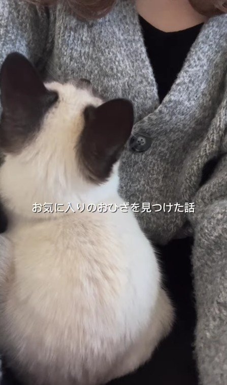飼い主のひざにのる猫