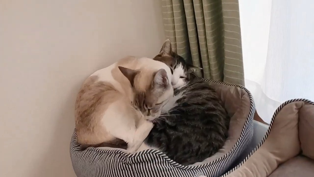 猫ベッドで寝る2匹の猫