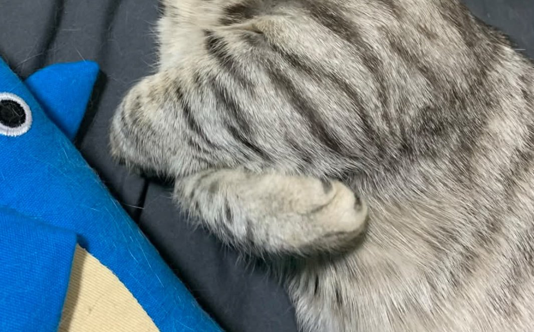 握りしめた猫の前足