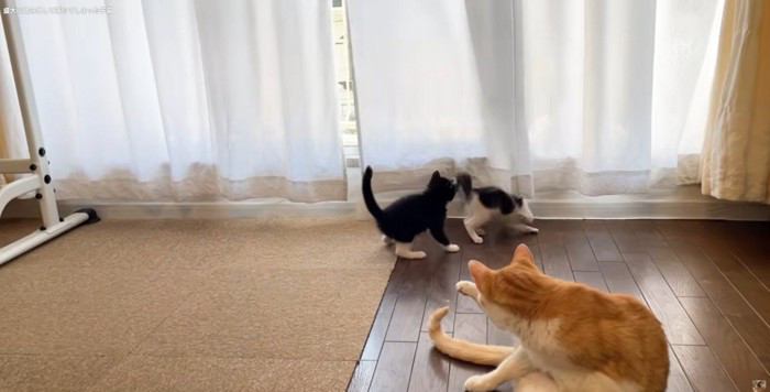 遊んでいる2匹の子猫と毛繕いする猫