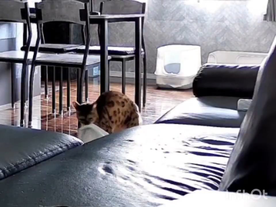 布団をくわえる猫