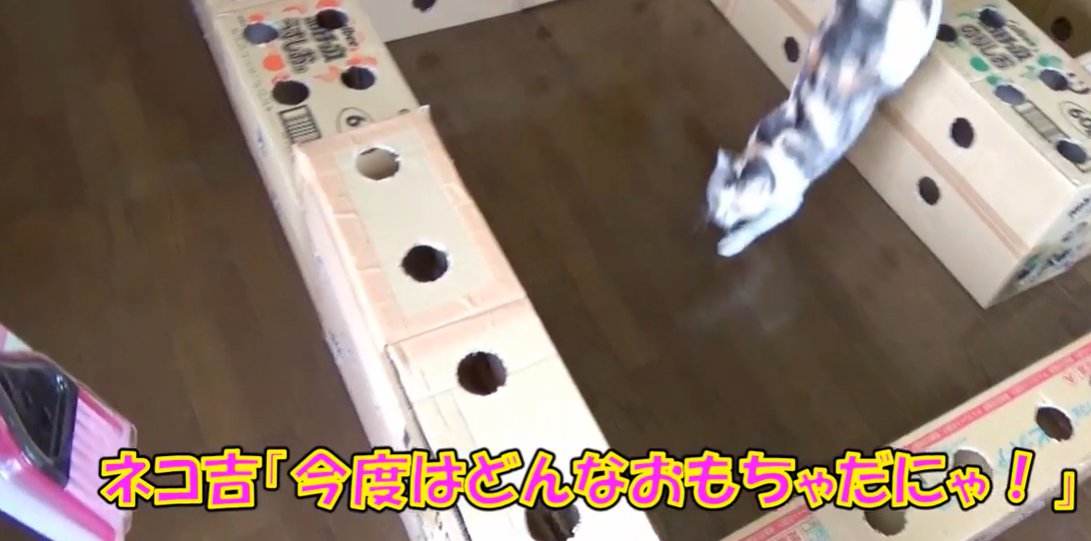 ミニほうきを追いかける猫