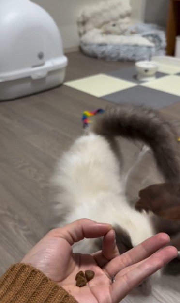 手のひらの上におやつを乗せた人と歩いている猫