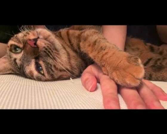 横になり人の手に前足をのせる猫
