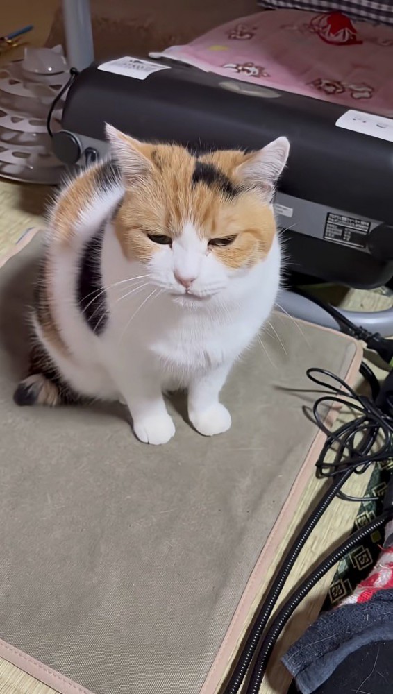 暖かそうな表情のミケちゃん