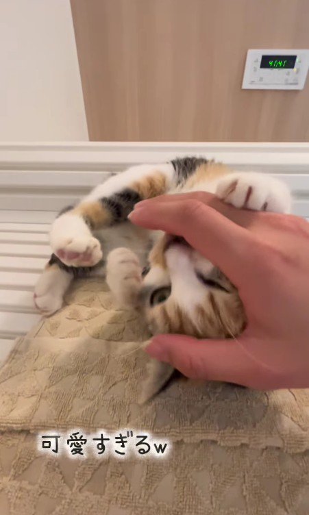 甘えている子猫