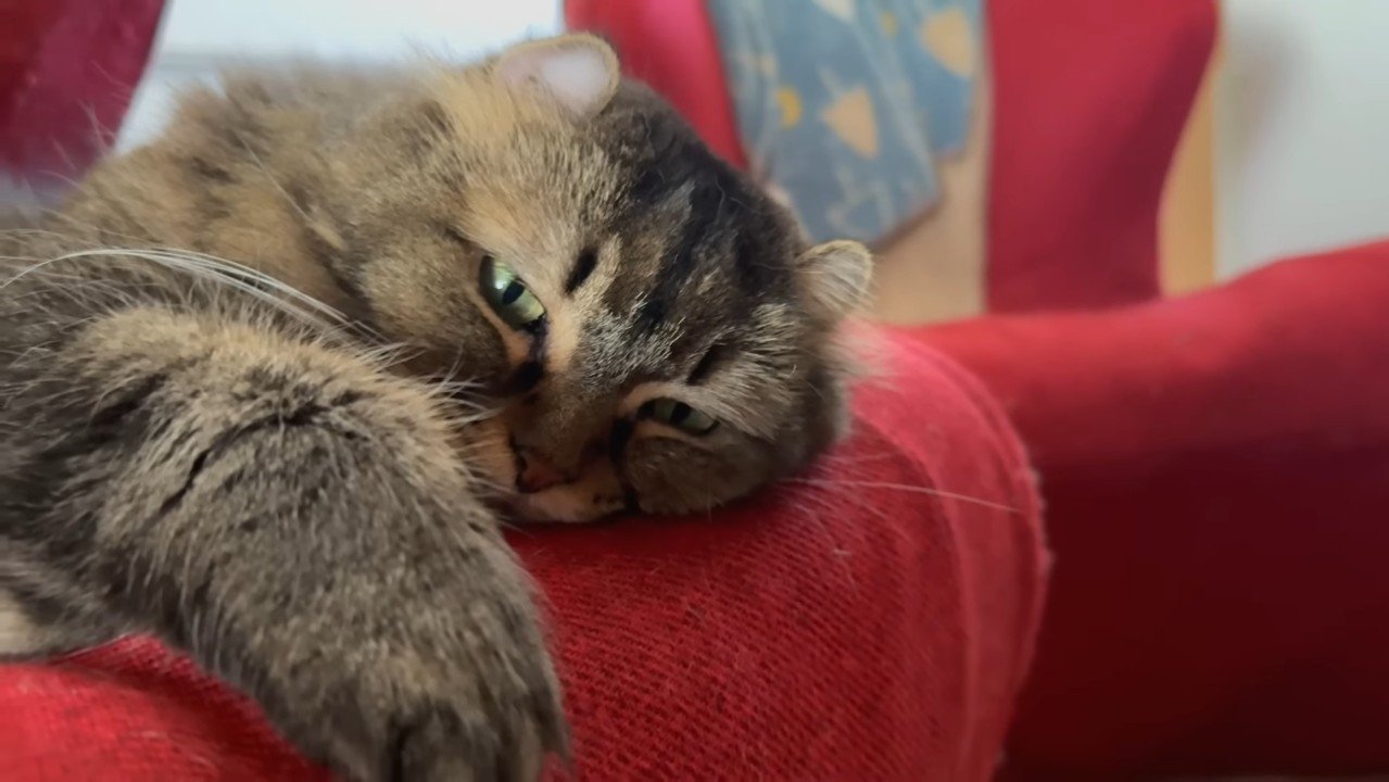 頬をつけるたんこちゃん