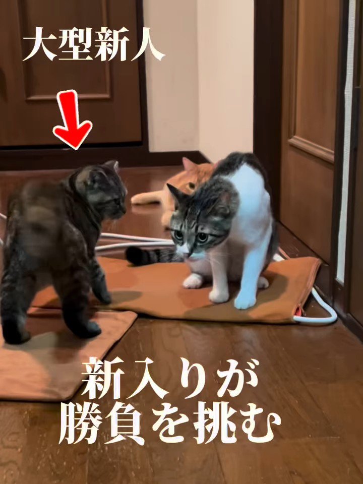 先輩猫を見る子猫