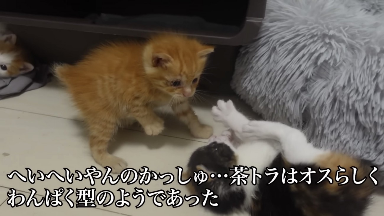 じゃれ合う2匹の子猫の写真2