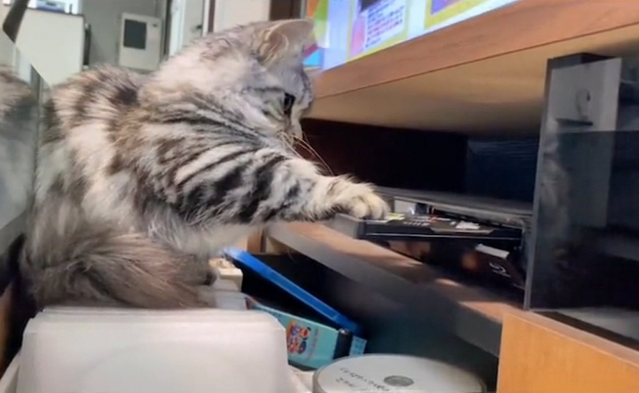 手で押さえる猫