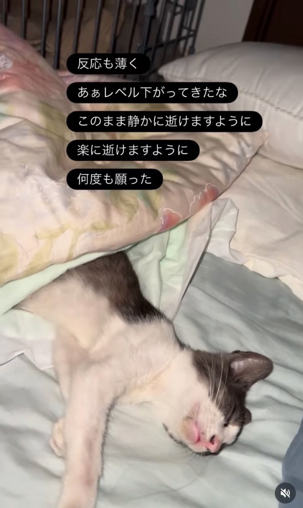 横に倒れて眠る子猫