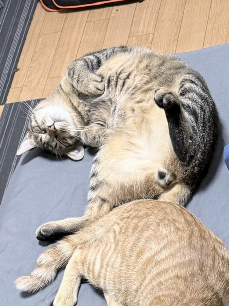 体をくねらせてへそ天するキジトラ