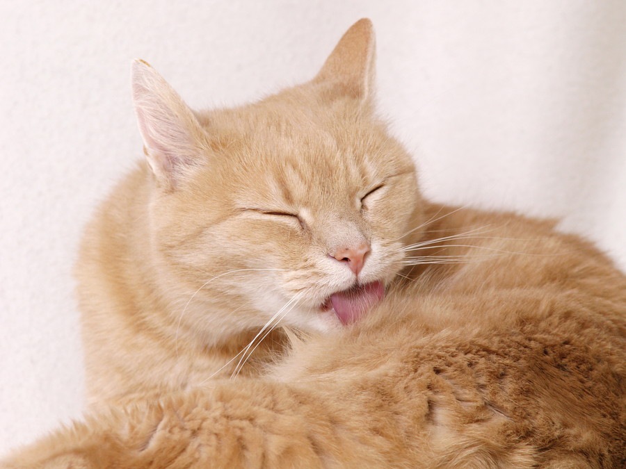 身体の一部が脱毛！？猫ちゃんのストレスからの問題行動と対策