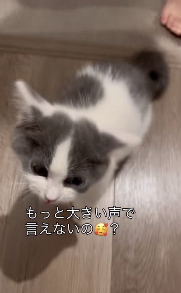 飼い主さんに話しかけられる子猫