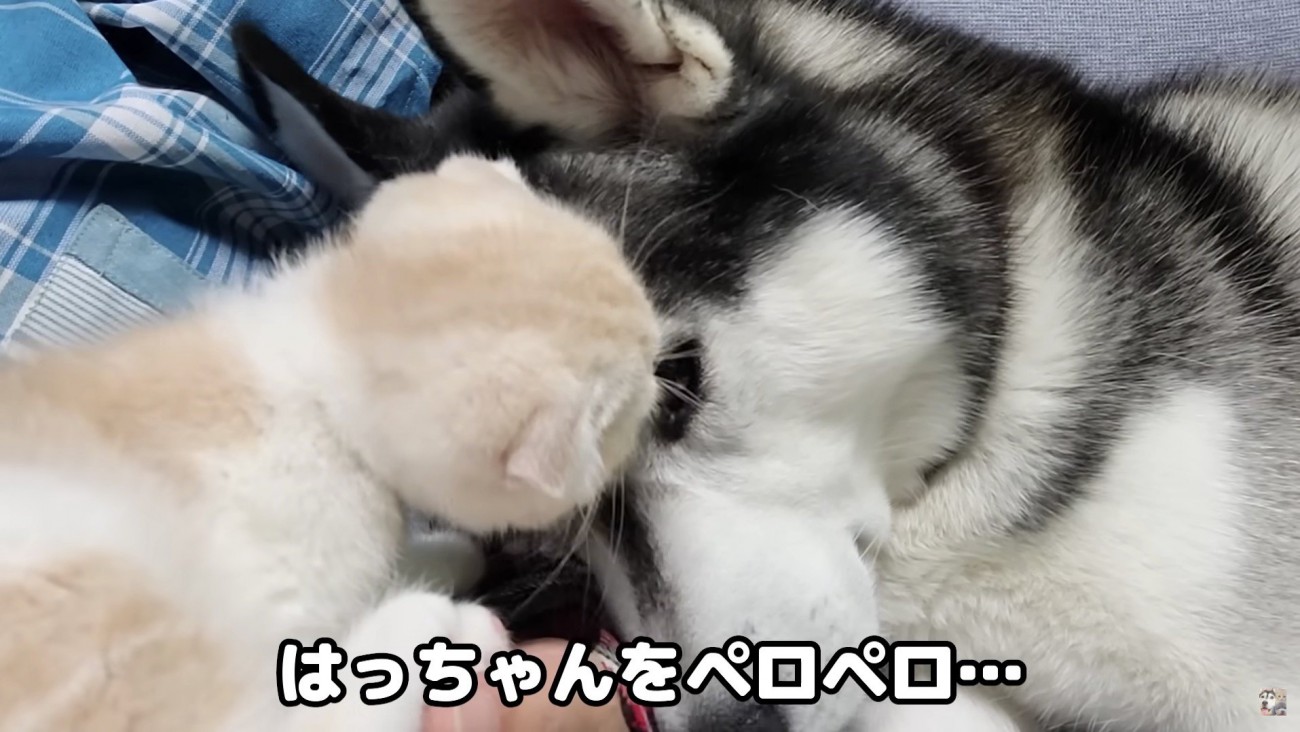 はっちゃんをぺろぺろ