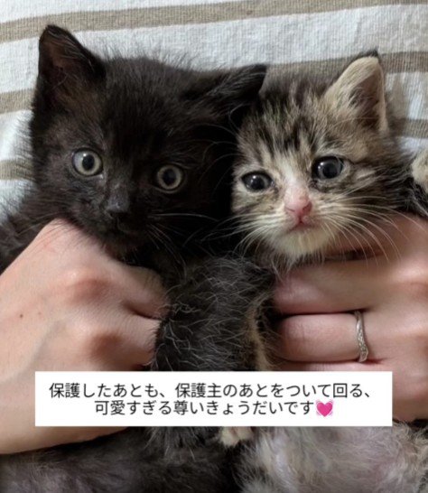 2匹の子猫たち