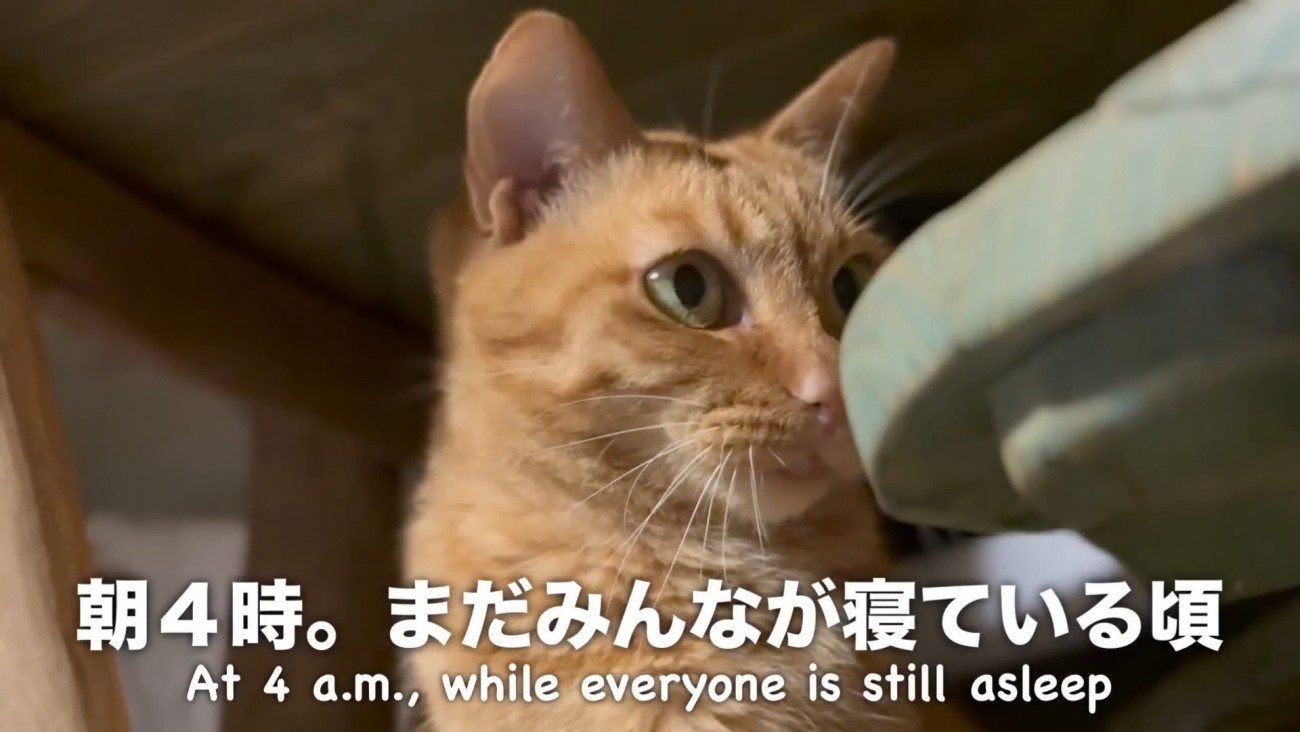朝4時の猫さん