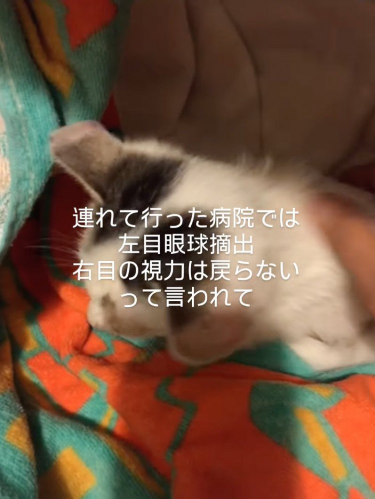 布に包まれる猫