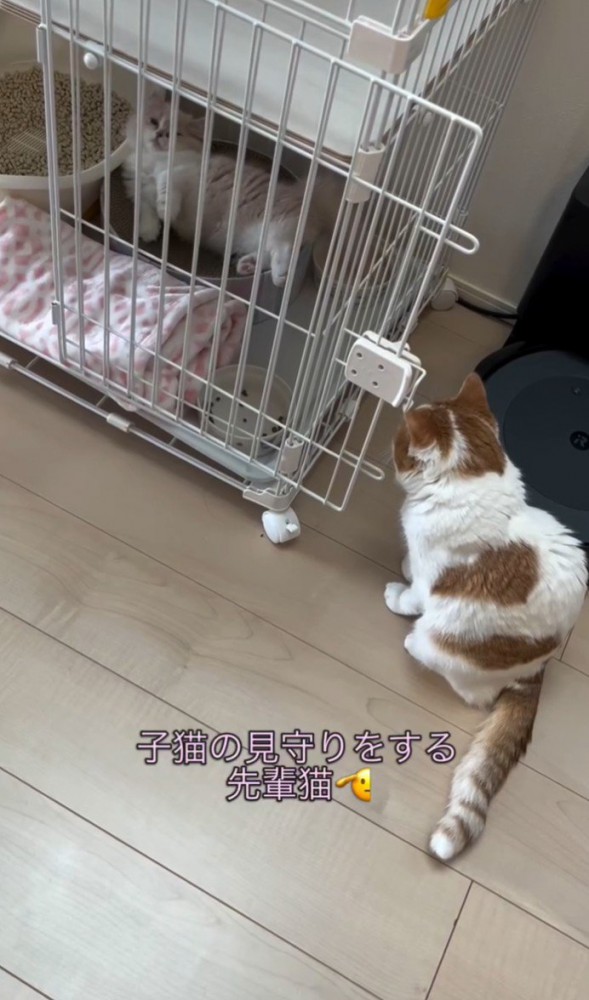 「子猫の見守りを～」と書かれた写真