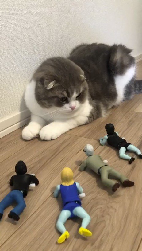 右側にいるおもちゃを見つめる猫