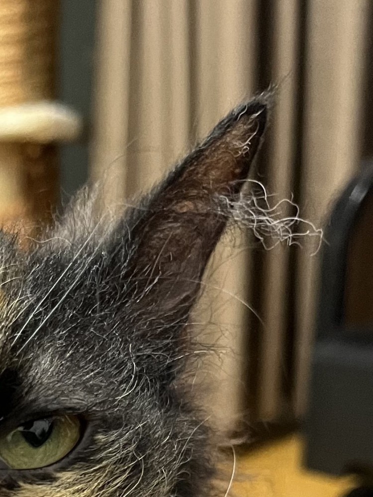 猫の耳毛
