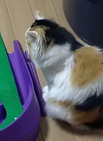 ホールの近くに座る三毛猫