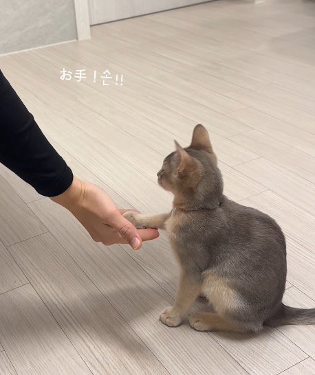 飼い主の手のひらに前足を乗せる猫