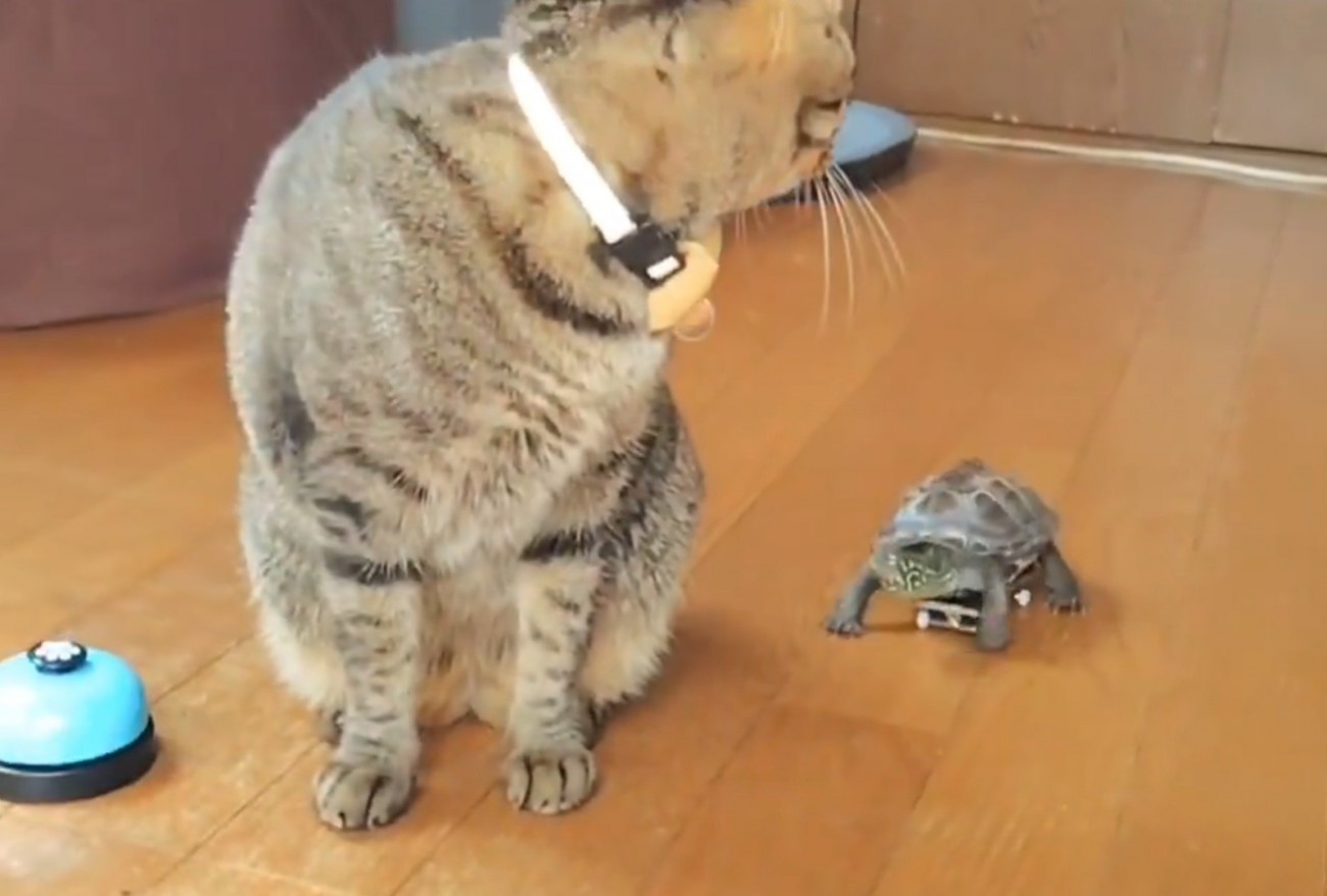 スケボーで追いかける亀