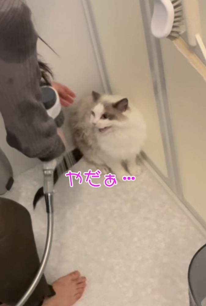 不満げな声を上げる猫