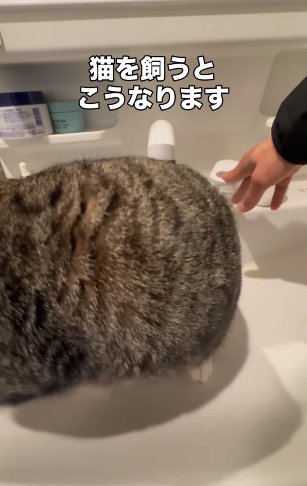 立ち上がる猫
