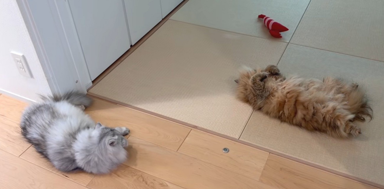 寝そべる白グレー猫とへそ天の茶猫